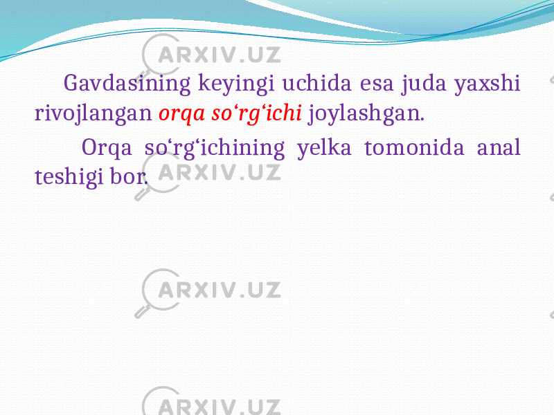  Gavdasining keyingi uchida esa juda yaxshi rivojlangan orqa so‘rg‘ichi joylashgan. Orqa so‘rg‘ichining yelka tomonida anal teshigi bor. 