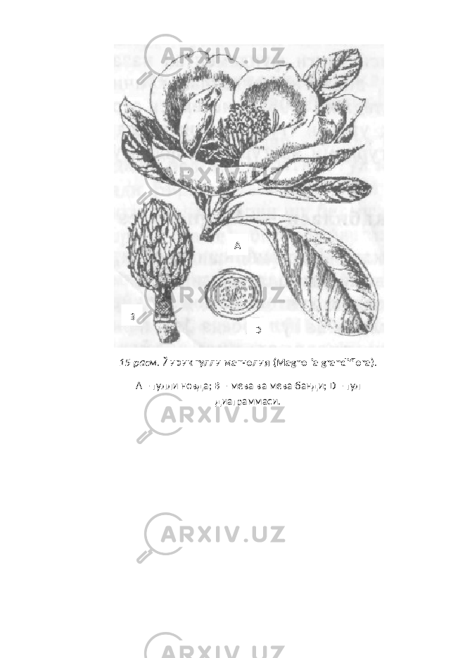 1 5 -расм . Йирик гулли магнолия (Magnolia grandiflora) . А – гулли новда; B – мева ва мева банди; D – гул диаграммаси. A B D 