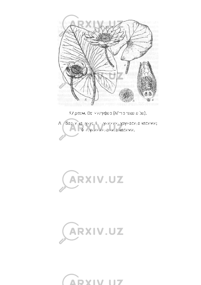 17-расм . Оq нилуфар (Nimphaea alba) . А – барги ва гули; B – гулининг узунасига кесими; D – гулининг энига кесими. 