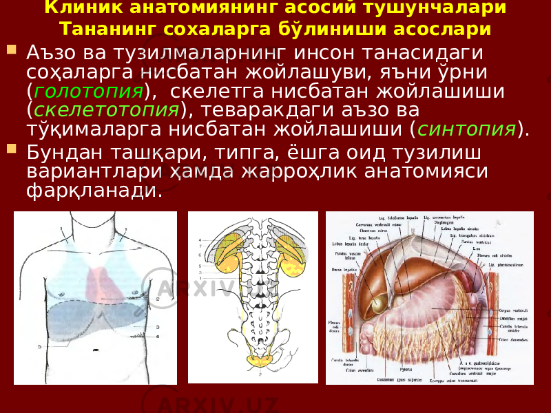 Клиник анатомиянинг асосий тушунчалари Тананинг сохаларга бўлиниши асослари  Аъзо ва тузилмаларнинг инсон танасидаги соҳаларга нисбатан жойлашуви, яъни ўрни ( голотопия ), скелетга нисбатан жойлашиши ( скелетотопия ), теваракдаги аъзо ва тўқималарга нисбатан жойлашиши ( синтопия ).  Бундан ташқари, типга, ёшга оид тузилиш вариантлари ҳамда жарроҳлик анатомияси фарқланади. 