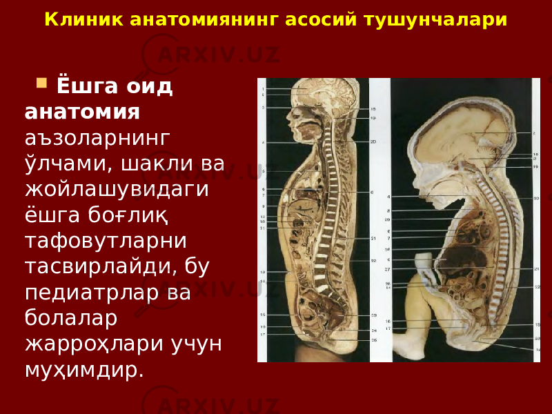 Клиник анатомиянинг асосий тушунчалари  Ёшга оид анатомия аъзоларнинг ўлчами, шакли ва жойлашувидаги ёшга боғлиқ тафовутларни тасвирлайди, бу педиатрлар ва болалар жарроҳлари учун муҳимдир. 