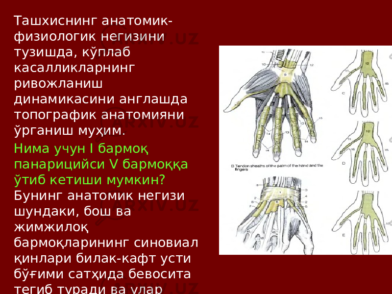 Ташхиснинг анатомик- физиологик негизини тузишда, кўплаб касалликларнинг ривожланиш динамикасини англашда топографик анатомияни ўрганиш муҳим. Нима учун I бармоқ панарицийси V бармоққа ўтиб кетиши мумкин? Бунинг анатомик негизи шундаки, бош ва жимжилоқ бармоқларининг синовиал қинлари билак-кафт усти бўғими сатҳида бевосита тегиб туради ва улар бўйлаб инфекция тарқалиши мумкин. 