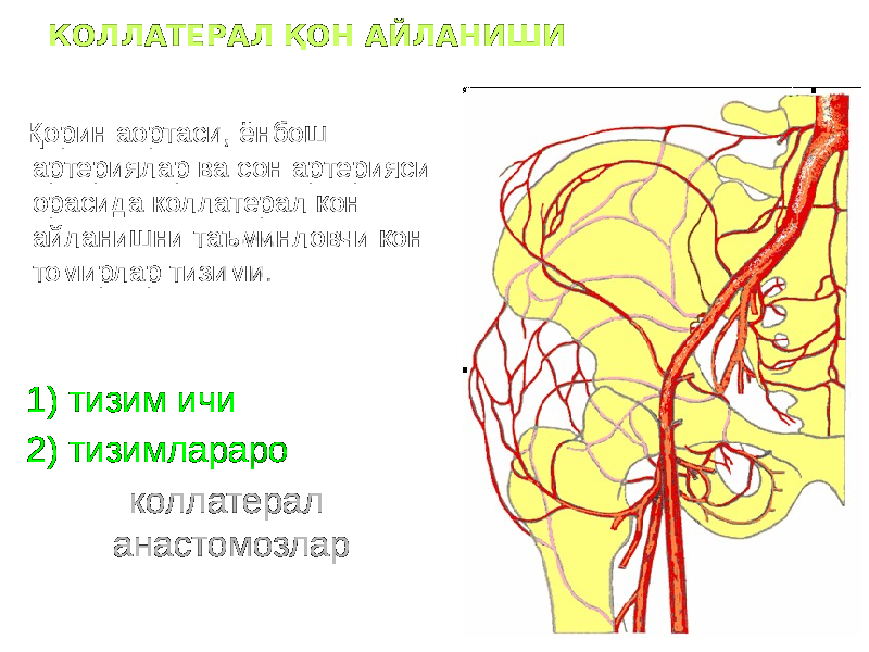 КОЛЛАТЕРАЛ ҚОН АЙЛАНИШИ Қорин аортаси, ёнбош артериялар ва сон артерияси орасида коллатерал қон айланишни таъминловчи қон томирлар тизими. 1) тизим ичи 2) тизимлараро коллатерал анастомозлар 