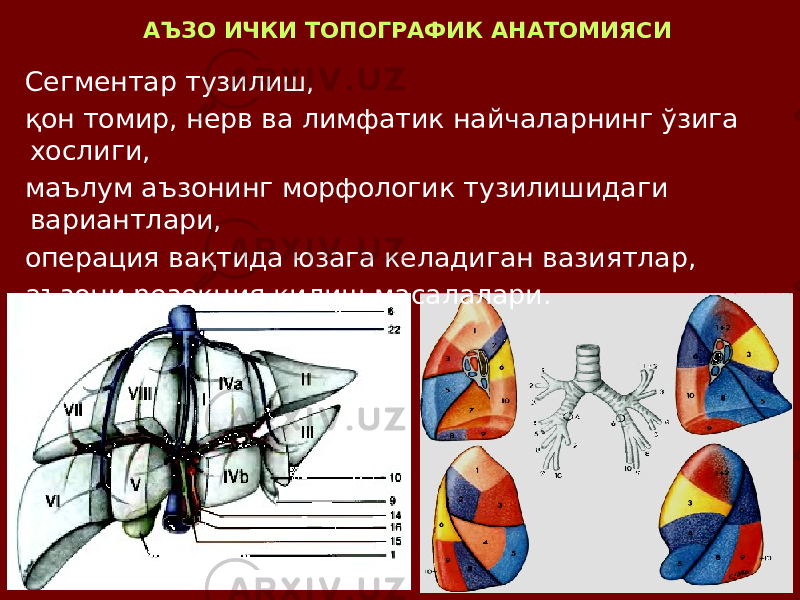 АЪЗО ИЧКИ ТОПОГРАФИК АНАТОМИЯСИ Сегментар тузилиш, қон томир, нерв ва лимфатик найчаларнинг ўзига хослиги, маълум аъзонинг морфологик тузилишидаги вариантлари, операция вақтида юзага келадиган вазиятлар, аъзони резекция қилиш масалалари. 