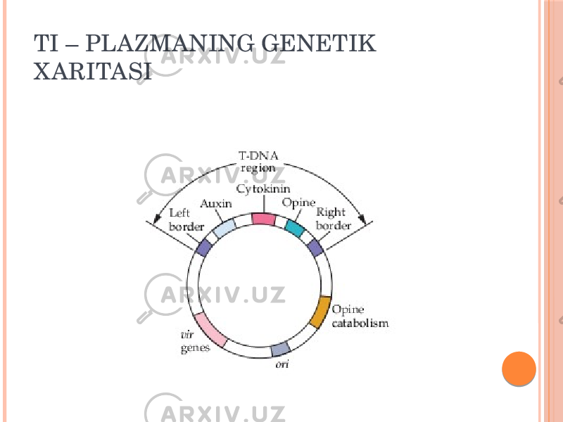 TI – PLAZMANING GENETIK X ARITASI 