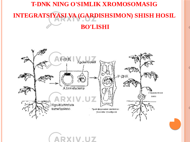 T-DNK NING O&#39;SIMLIK XROMOSOMASIG INTEGRATSIYASI VA (GARDISHSIMON) SHISH HOSIL BO&#39;LISHI 