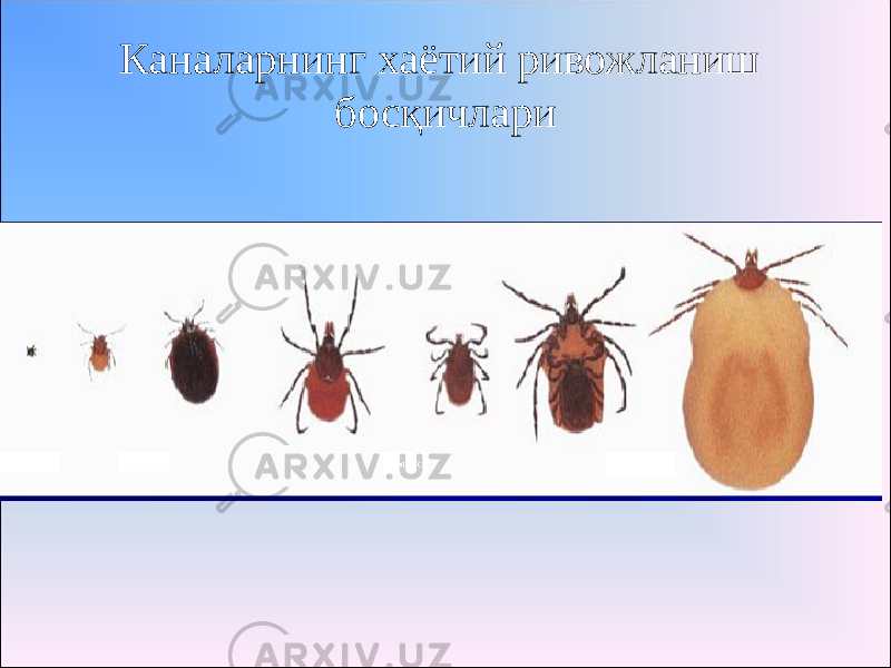 Каналарнинг хаётий ривожланиш босқичлари 