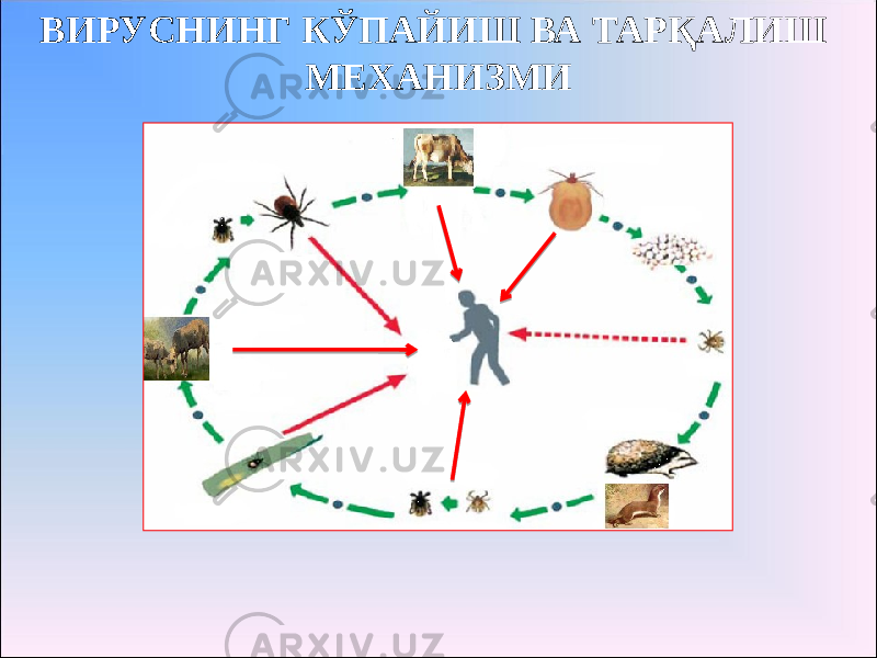 ВИРУСНИНГ КЎПАЙИШ ВА ТАРҚАЛИШ МЕХАНИЗМИ 