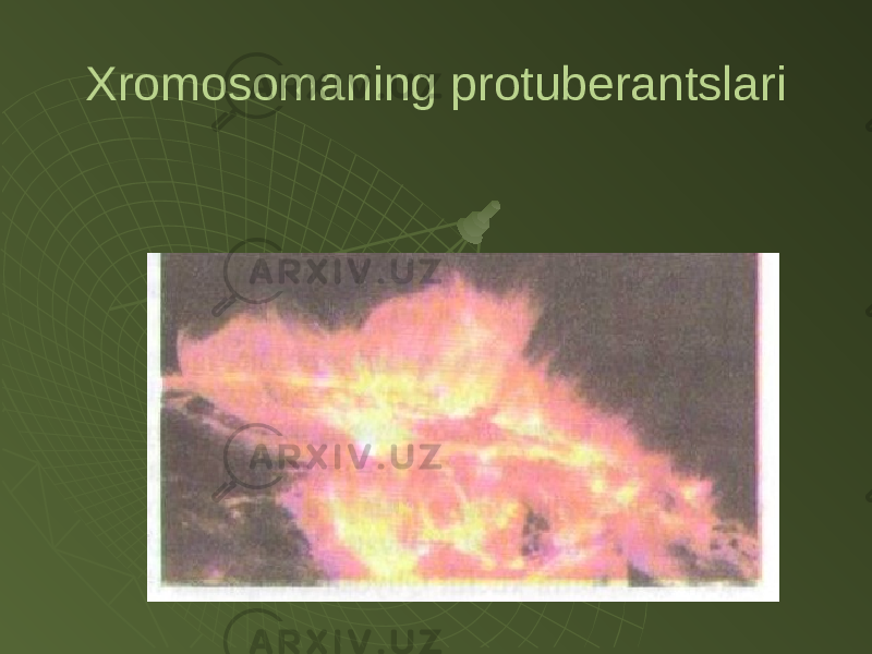Xromosomaning protuberantslari 