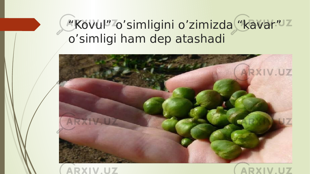 “ Kovul” o’simligini o’zimizda “kavar” o’simligi ham dep atashadi 