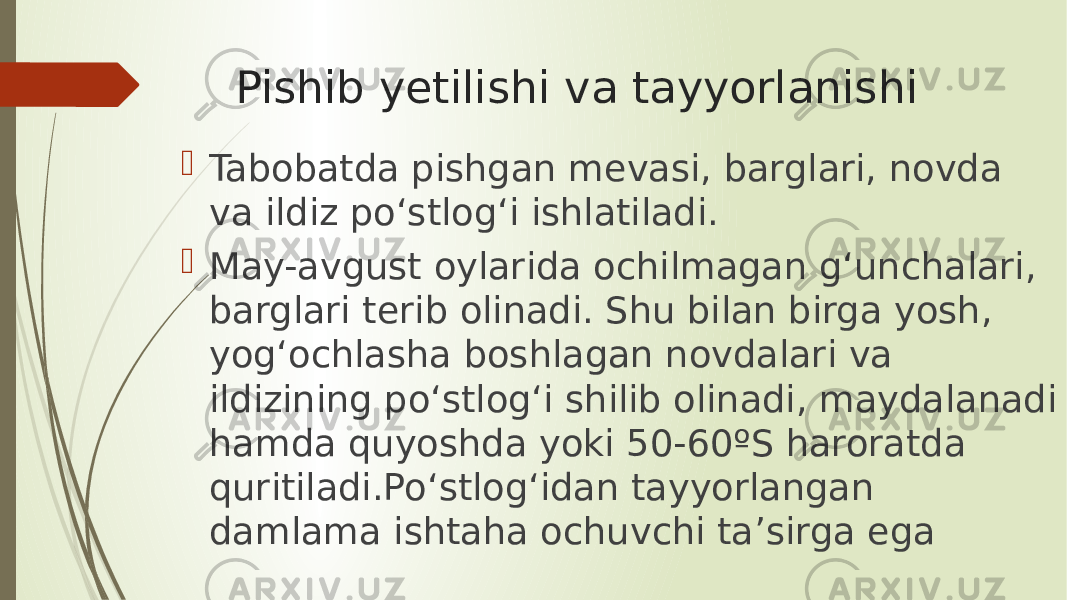 Pishib yetilishi va tayyorlanishi  Tabobatda pishgan mevasi, barglari, novda va ildiz poʻstlogʻi ishlatiladi.  May-avgust oylarida ochilmagan gʻunchalari, barglari terib olinadi. Shu bilan birga yosh, yogʻochlasha boshlagan novdalari va ildizining poʻstlogʻi shilib olinadi, maydalanadi hamda quyoshda yoki 50-60ºS haroratda quritiladi.Poʻstlogʻidan tayyorlangan damlama ishtaha ochuvchi ta’sirga ega 