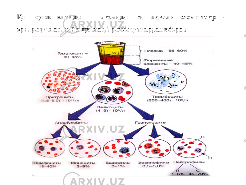 Қон суюқ қисмдан - плазмадан ва шаклли элементлар - эритроцитлар, лейкоцитлар, тромбоцитлардан иборат. 