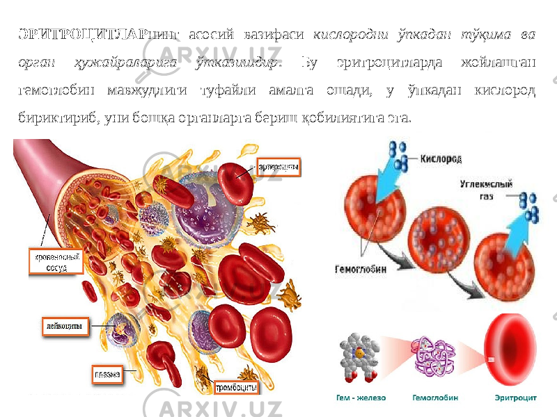 ЭРИТРОЦИТЛАР нинг асосий вазифаси кислородни ўпкадан тўқима ва орган ҳужайраларига ўтказишдир . Бу эритроцитларда жойлашган гемоглобин мавжудлиги туфайли амалга ошади, у ўпкадан кислород бириктириб, уни бошқа органларга бериш қобилиятига эга. 