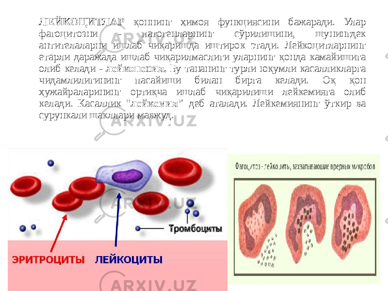 ЛЕЙКОЦИТЛАР қоннинг ҳимоя функциясини бажаради. Улар фагоцитозни - патогенларнинг сўрилишини, шунингдек антителаларни ишлаб чиқаришда иштирок этади. Лейкоцитларнинг етарли даражада ишлаб чиқарилмаслиги уларнинг қонда камайишига олиб келади - лейкопения. Бу тананинг турли юқумли касалликларга чидамлилигининг пасайиши билан бирга келади. Оқ қон ҳужайраларининг ортиқча ишлаб чиқарилиши лейкемияга олиб келади. Касаллик &#34; лейкемия&#34; деб аталади. Лейкемиянинг ўткир ва сурункали шакллари мавжуд. 