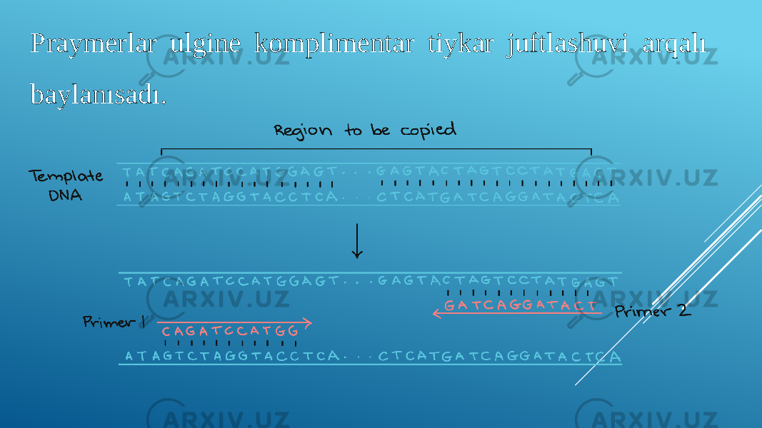 Praymerlar ulgine komplimentar tiykar juftlashuvi arqalı baylanısadı. 