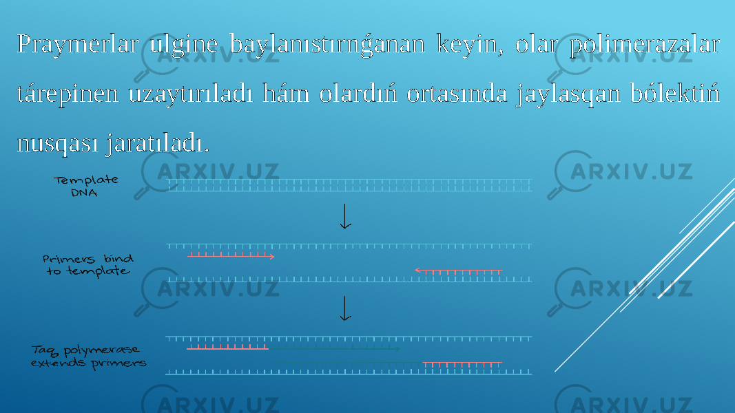 Praymerlar ulgine baylanıstırnǵanan keyin, olar polimerazalar tárepinen uzaytırıladı hám olardıń ortasında jaylasqan bólektiń nusqası jaratıladı. 