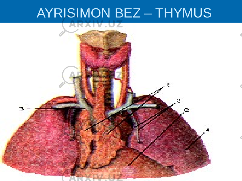  AYRISIMON BEZ – THYMUS 