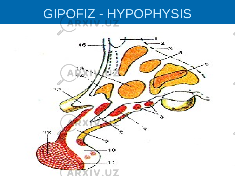 GIPOFIZ - HYPOPHYSIS 