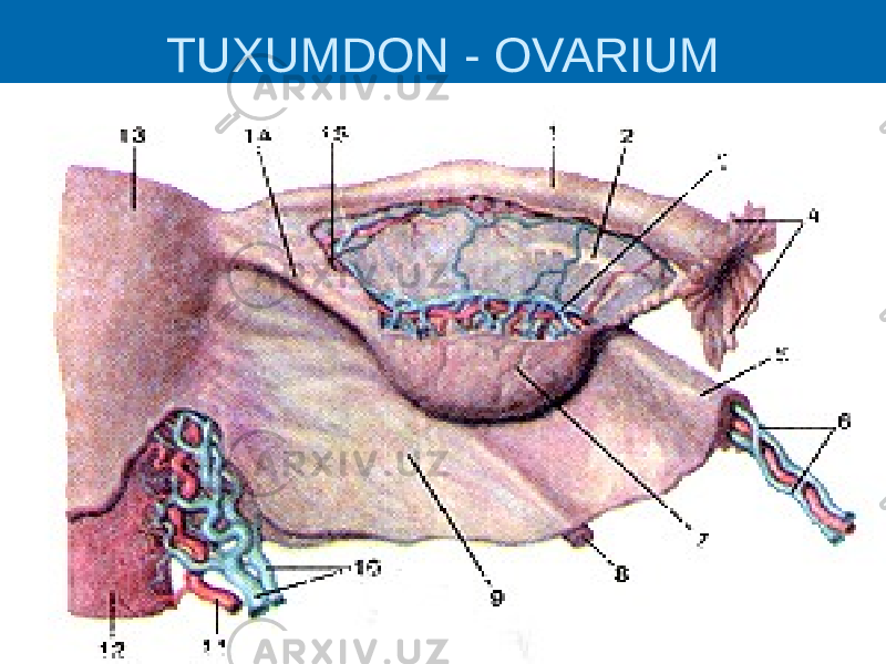 TUXUMDON - OVARIUM 