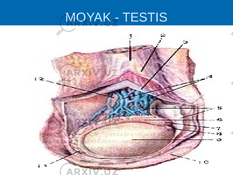 MOYAK - TESTIS 