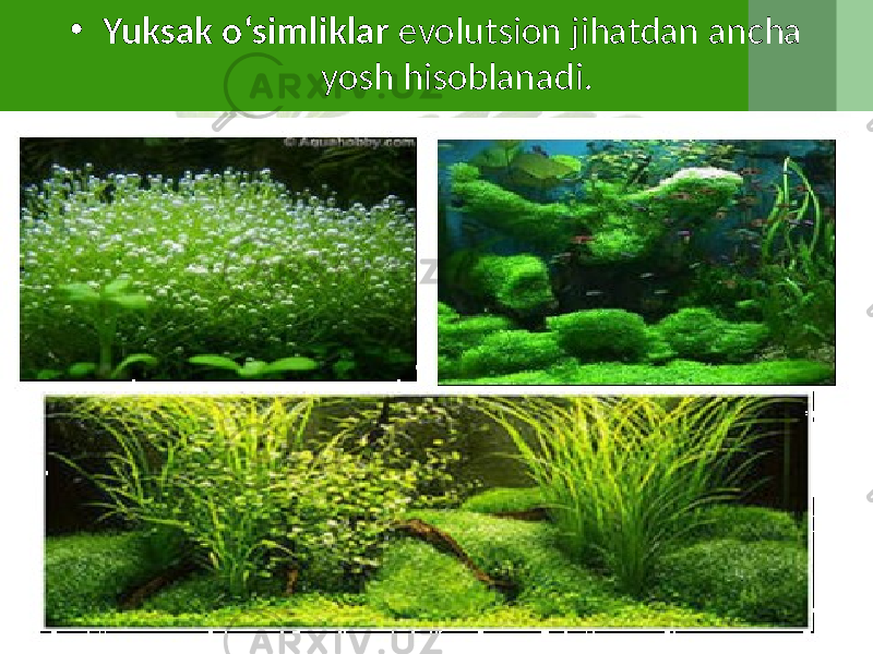 • Yuksak o‘simliklar evolutsion jihatdan ancha yosh hisoblanadi. 