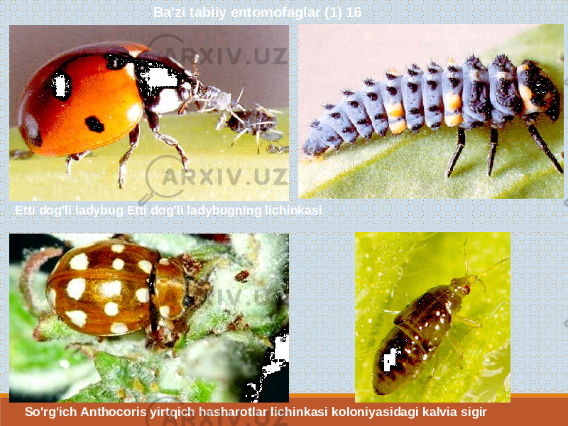  Ba&#39;zi tabiiy entomofaglar (1) 16 Etti dog&#39;li ladybug Etti dog&#39;li ladybugning lichinkasi So&#39;rg&#39;ich Anthocoris yirtqich hasharotlar lichinkasi koloniyasidagi kalvia sigir 
