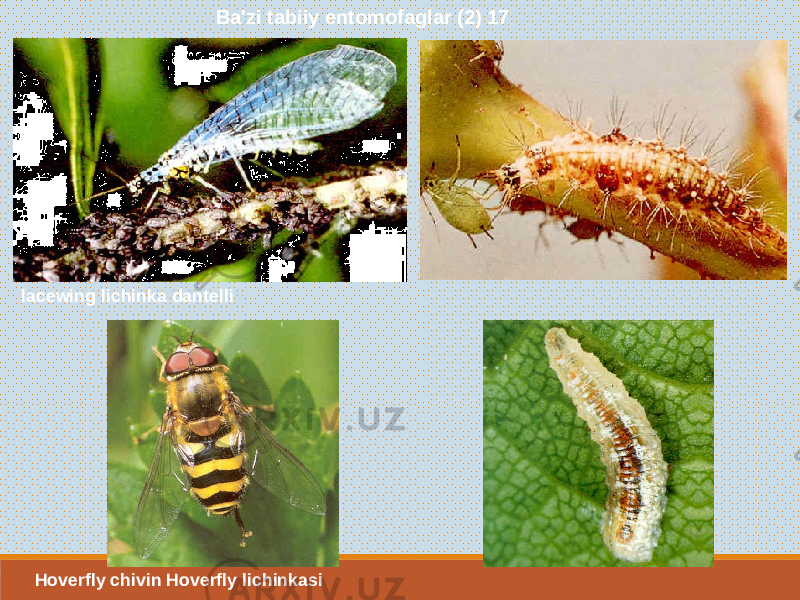  Ba&#39;zi tabiiy entomofaglar (2) 17 lacewing lichinka dantelli Hoverfly chivin Hoverfly lichinkasi 