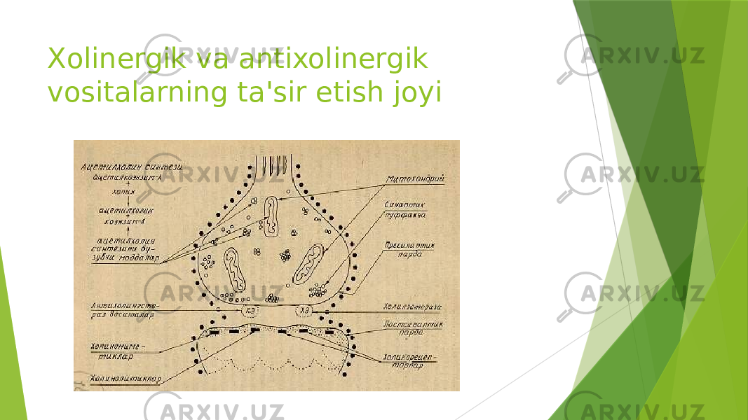 Xolinеrgik va antixolinеrgik vositalarning ta&#39;sir etish joyi 