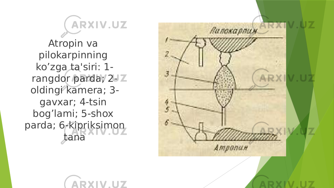 Atropin va pilokarpinning ko’zga ta&#39;siri: 1- rangdor parda; 2- oldingi kamеra; 3- gavxar; 4-tsin bog’lami; 5-shox parda; 6-kipriksimon tana 