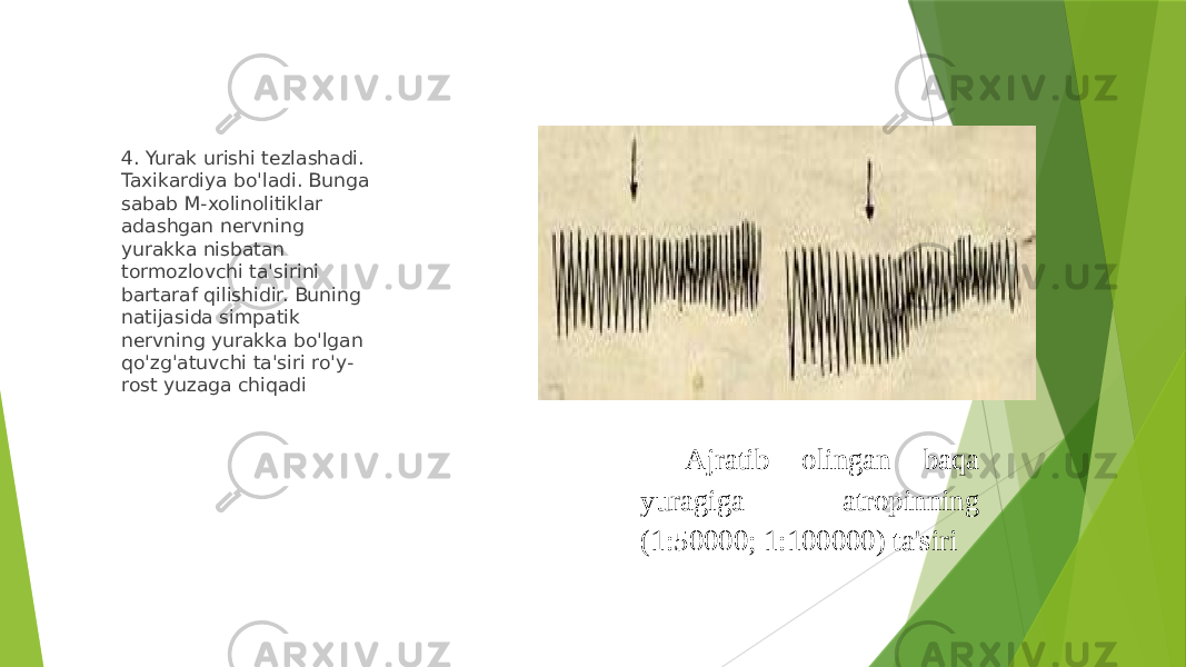  4. Yurak urishi tеzlashadi. Taxikardiya bo&#39;ladi. Bunga sabab M-xolinolitiklar adashgan nеrvning yurakka nisbatan tormozlovchi ta&#39;sirini bartaraf qilishidir. Buning natijasida simpatik nеrvning yurakka bo&#39;lgan qo&#39;zg&#39;atuvchi ta&#39;siri ro&#39;y- rost yuzaga chiqadi Ajratib olingan baqa yuragiga atropinning (1:50000; 1:100000) ta&#39;siri 