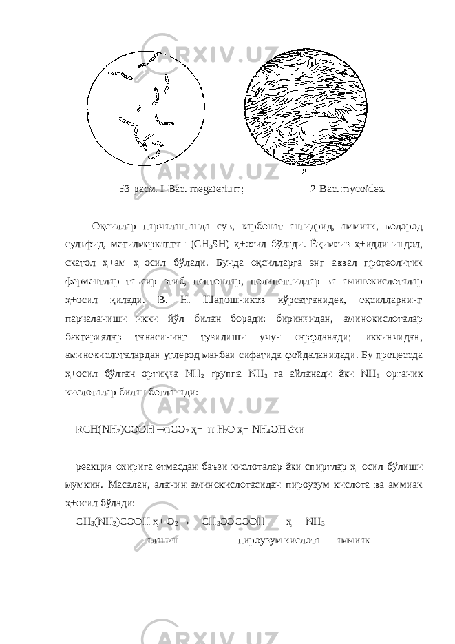  5 3-р ас м. I -Вас. megateriu m ; 2-Ва c . mycoides . Оқсиллар парчаланганда сув, карбонат ангидрид, аммиак, водород сульфид, метилмеркаптан (СН 3 S Н) ҳ+осил бўлади. Ёқимсиз ҳ+идли индол, скатол ҳ+ам ҳ+осил бўлади. Бунда оқсилларга энг аввал протеолитик ферментлар таъсир этиб, пептонлар, полипептидлар ва аминокислоталар ҳ+осил қилади. В. Н. Шапошников кўрсатганидек, оқсилларнинг парчаланиши икки йўл билан боради: биринчидан, аминокислоталар бактериялар танасининг тузилиши учун сарфланади; иккинчидан, аминокислоталардан углерод манбаи сифатида фойдаланилади. Бу процессда ҳ+осил бўлган ортиқча NН 2 группа NН 3 га айланади ёки NН 3 органик кислоталар билан боғланади: RCH(NН 2 )COOH  nСО 2 ҳ+ mН 2 О ҳ+ NН 4 ОН ёки реакция охирига етмасдан баъзи кислоталар ёки спиртлар ҳ+осил бўлиши мумкин. Масалан, аланин аминокислотасидан пироузум кислота ва аммиак ҳ+осил бўлади: СН 3 (NН 2 )СООН ҳ+ О 2 → СН 3 СОСООН ҳ+ NН 3 аланин пироузум кислота аммиак 