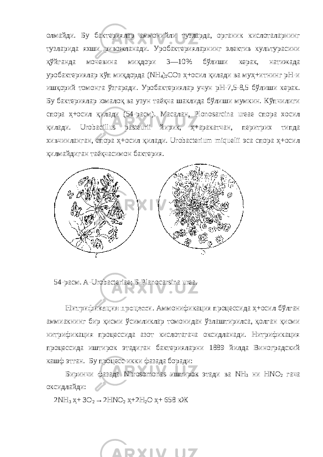 олмайди. Бу бактериялар аммонийли тузларда, органик кислоталарнинг тузларида яхши ривожланади. Уробактерияларнинг электив культурасини қўйганда мочевина миқдори 3—10% бўлиши керак, натижада уробактериялар кўп миқдорда (NН 4 ) 2 СОз ҳ+осил қилади ва муҳ+итнинг рН-и ишқорий томонга ўзгаради. Уробактериялар учун рН-7,5-8,5 бўлиши керак. Бу бактериялар юмалоқ ва узун таёқча шаклида бўлиши мумкин. Кўпчилиги спора ҳ+осил қилади (54-расм). Масалан, Plonosarcina ureae спора хосил қилади. Urobacillus pasteurii йирик, ҳ+аракатчан, перитрих типда хивчинланган, спора ҳ+осил қилади. Urobacterium miquelii эса спора ҳ+осил қилмайдиган таёқчасимон бактерия. 54-расм . А- Urobacteriae ; Б -Planocarsina urea . Нитрификация процесси . Аммонификация процессида ҳ+осил бўлган аммиакнинг бир қисми ўсимликлар томонидан ўзлаштирилса, қолган қисми нитрификация процессида азот кислотагача оксидланади. Нитрификация процессида иштирок этадиган бакт е рияларни 1889 йилда Виноградский кашф этган. Бу процесс икки фазада боради: Биринчи фазада Nitrosomonas иштирок этади ва N Н 3 ни HN О 2 гача оксидлайди: 2 NH 3 ҳ+ ЗО 2 → 2Н N О 2 ҳ+ 2Н 2 O ҳ+ 658 кЖ 