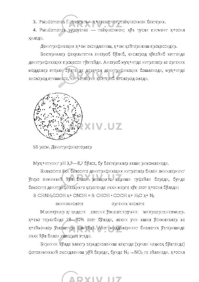 3. Pseudomonas fluorescens— ҳ+аракатчан, таёқчасимон бактерия. 4. Pseudomonas pyocyanea — таёқчасимон; кўк тусли пигмент ҳ+осил қилади. Денитрификация ҳ+ам оксидланиш, ҳ+ам қайтарилиш процессидир. Бактериялар факультатив анаэроб бўлиб, кислород кўпайиб кетганда денитрификация проц е сси тўхтайди. Анаэроб муҳ+итда нитратлар ва органик моддалар етарли бўлганда дарҳ+ол денитрификация бошланади, муҳ+итда кислород етишмаса, нитратларни қайтариб кислород олади. 56-расм . Денитрификаторлар Муҳ+итнинг рН 3,2—8,7 бўлса, бу бактериялар яхши ривожланади. Билвосита ёки бевосита денитрификация нитратлар билан аминларнинг ўзаро химиявий йўл билан реакцияга кириши туфайли боради, бунда бевосита денитрификацияга қараганда икк и марта кўп азот ҳ+осил бўлади: R-СНNН 2 СООН ҳ+ ОNОH = R-СНОН • СООН ҳ+ Н 2 О ҳ+ N 2 аминокислота органик кислота Молекуляр ҳ+олдаги азотни ўзлаштирувчи микроорганизмлар. ҳ+аво таркибида 78—80% азот бўлади, лекин уни яшил ўсимликлар ва ҳ+айвонлар ўзлаштира олмайди. Азот моддаларнинг биологик ўзгаришида икки йўл билан иштирок этади. Биринчи йўлда электр зарядсизланиш вақтида (кучли чақмоқ бўлганда) фотохимиявий оксидланиш рўй беради, бунда N 2 →NО 2 га айланади. ҳ+осил 