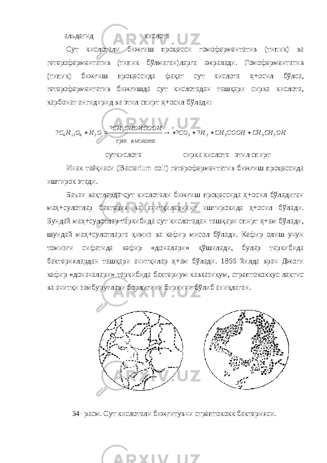  альдегид кислота Сут кислотали бижғиш процесси гомоферментатив (типик) ва гетероферментатив (типик бўлмаган)ларга ажралади. Гомоферментатив (типик) бижғиш процессида фақат сут кислота ҳ+осил бўлса, гетероферментатив бижғишда сут кислотадан ташқари сирка кислота, карбонат ангидирид ва этил спирт ҳ+осил бўлади:OH CH CH COOH CH H СO кислота сут CHOHCOOH CH O H O H C 2 3 3 2 2 3 2 6 12 6 2 2 2 2        суткислота сирка кислота этил с п ирт Ичак таёқчаси (Вас terium coli ) ге т ероферментатив бижғиш процессида иштирок этади. Баъзи вақтларда сут кислотали бижғиш процессида ҳ+осил бўладиган маҳ+сулотлар бактерия ва ачитқиларнинг иштирокида ҳ+осил бўлади. Бундай маҳ+сулотлар таркибида сут кислотадан ташқари спирт ҳ+ам бўлади, шундай маҳ+сулотларга қимиз ва кефир миcол бўлади. Кефир олиш учун томизғи сифатида кефир «доналари» қўшилади, булар таркибида бактериялардан ташқари ачитқилар ҳ+ам бўлади. 1866 йилда врач Джоги кефир «доначалари» таркибида бактериум кавказикум, стрептококкус лактис ва ачитқи замбуруғлари борлигини биринчи бўлиб аниқлаган. 3 4- расм . Сут кислотали бижғитувчи стрептококк бактери я си. 