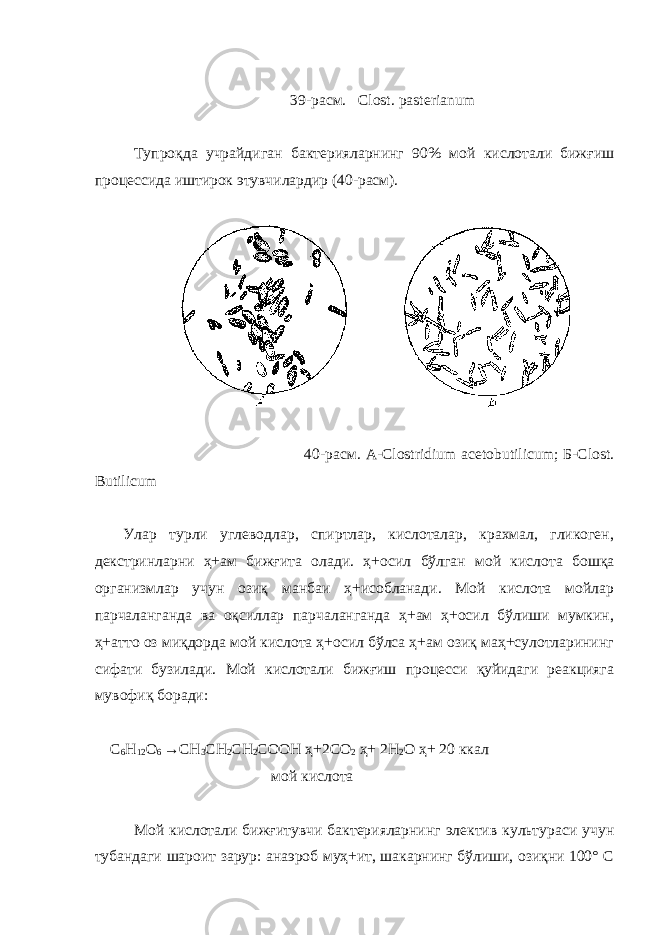  39-расм. Clost. рasterianum Тупроқда учрайдиган бактерияларнинг 90% мой кислотали бижғиш процессида иштирок этувчилардир (40-расм). 40 - расм. A-Clostridium acetobutilicum; Б -Clost. В utilicum Улар турли углеводлар, спиртлар, кислоталар, крахмал, гликоген, декстринларни ҳ+ам бижғита олади. ҳ+ о сил бўлган мой кислота бошқа организмлар учун озиқ манбаи ҳ+исобланади. Мой кислота мойлар парчаланганда ва оқсиллар парчаланганда ҳ+ам ҳ+осил бўлиши мумкин, ҳ+атто оз миқдорда мой кислота ҳ+осил бўлса ҳ+ам озиқ маҳ+сулотларининг сифати бузилади. Мой кислотали бижғиш процесси қуйидаги реакцияга мувофиқ боради: С 6 Н 12 О 6 → СН 3 СН 2 СН 2 СООН ҳ+ 2СО 2 ҳ+ 2Н 2 О ҳ+ 20 ккал мой кислота Мой кислотали бижғитувчи бактерияларнинг электив культураси учун тубандаги шароит зарур: анаэроб муҳ+ит, шакарнинг бўлиши, озиқни 100° С 