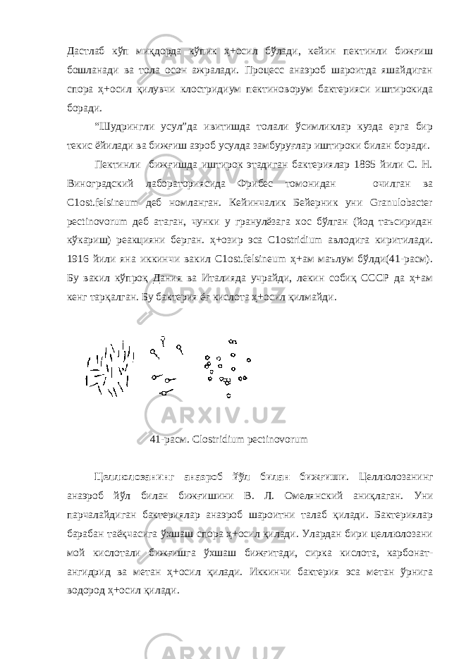 Дастлаб кўп миқдорда кўпик ҳ+осил бўлади, кейин пектинли бижғиш бошланади ва тола осон ажралади. Процесс анаэроб шароитда яшайдиган спора ҳ+осил қилувчи клостридиум пектиноворум бактерияси иштирокида боради. “Шудрингли усул”да ивитишда толали ўсимликлар кузда ерга бир текис ёйилади ва бижғиш аэроб усулда замбуруғлар иштироки билан боради. Пектинли бижғишда иштирок этадиган бактериялар 1895 йили С. Н. Виноградский лабораториясида Фрибес томонидан очилган ва С1оst.felsineum деб номланган. Кейинчалик Бейерник уни Granulobacter pectinovorum деб атаган, чунки у гранулёзага хос бўлган (йод таъсиридан кўкариш) реакцияни берган. ҳ+озир эса С1оstridium авлодига киритилади. 1916 йили яна иккинчи вакил С1оst.felsineum ҳ+ам маълум бўлди(41-расм). Бу вакил кўпроқ Дания ва Италияда учрайди, лекин собиқ СССР да ҳ+ам кенг тарқалган. Бу бактерия ёғ кислота ҳ+осил қилмайди. 41-расм. Clostridium pectinovorum Целлюлозанинг анаэроб йўл билан бижғиши . Целлюлозанинг анаэроб йўл билан бижғишини В. Л. Омеля н ский аниқлаган. Уни парчалайдиган бактериялар анаэроб шароитни талаб қилади. Бактериялар барабан таёқчасига ўхшаш спора ҳ+осил қилади. Улардан бири целлюлозани мой кислотали бижғишга ўхшаш бижғитади, сирка кислота, карбонат- ангидрид ва метан ҳ+осил қилади. Иккинчи бактерия эса метан ўрнига водород ҳ+осил қилади. 