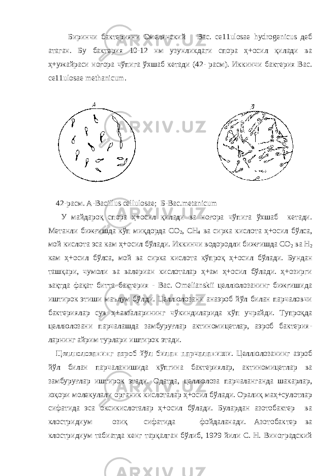 Биринчи бактерияни Омелянский Вас. се11ulosae hydrogenicus деб атаган. Бу бактерия 10-12 нм узунликдаги спора ҳ+осил қилади ва ҳ+ужайраси ноғора чўпига ўхшаб кетади (42- расм). Иккинчи бактерия Вас. се11ulosae methanicum. 4 2-расм. A-Bacillus cellulosae; Б-Bac.metanicum У майдароқ спора ҳ+осил қилади ва ноғора чўпига ўхшаб кетади. Метанли бижғишда кўп миқдорда СО 2 , СН 4 ва сирка кислота ҳ+осил бўлса, мой кислота эса кам ҳ+осил бўлади. Иккинчи водородл и бижғ и шда С О 2 ва Н 2 кам ҳ+осил бўлса, мой ва сирка кислота кўпроқ ҳ+осил бўлади. Бу н дан ташқари, чумоли ва валериан кислоталар ҳ+ам ҳ+осил бўлади. ҳ+озирги вақтда фақат битта бактерия - Вас. Omelianskii целлюлозанинг бижғишида иштирок этиши маълум бўлди. Целлюлозани анаэроб йўл билан парчаловчи бактериялар сув ҳ+авзаларининг чўкиндиларида кўп учрайди. Тупроқда целлюлозани парчалашда замбуруғлар актиномицетлар, аэроб бактерия- ларнинг айрим турлари иштирок этади. Целлюлозанинг аэроб йўл би лан парчаланиши . Целлюлозанинг аэроб йўл билан парчаланишида кўпгина бактериялар, актиномицетлар ва замбуруғлар иштирок этади. Одатда, целлюлоза парчаланганда шакарлар, ю қори молекулали органик кислоталар ҳ+осил бўлади. Оралиқ маҳ+сулотлар сифатида эса оксикислоталар ҳ+осил бўлади. Булардан азотобактер ва клостридиум озиқ сифатида фойдаланади. Азотобак т ер ва клостридиум табиатда кенг тарқалган бўлиб, 1929 йили С. Н. Виноградский 