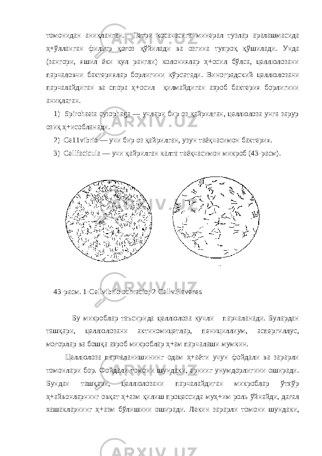 томонидан аниқланган. Петри косачасига минерал тузлар аралашмасида ҳ+ўлланган фильтр қоғоз қўйилади ва озгина тупроқ қўшилади. Унда (зангори, яшил ёки кул рангли) колониялар ҳ+осил бўлса, целлюлозани парчаловчи бактериялар борлигини кўрсатади. Вино г радский целлюлозани парчалайдиган ва спора ҳ+осил қилмайдиган аэроб бактерия борлигини аниқлаган. 1) Spirohaeta cytophaga — учлари бир оз қайрилган, целлюлоза унга зарур озиқ ҳ+исобланади. 2) Се11vibrio — учи бир оз қайрилган, узун таёқчасимон бактерия. 3) Сеllfacicula — учи қайрилган калта таёқчасимон микроб (43-расм). 43-расм . 1-Cellvibrio ochracio; 2-Cellv.flavenes Бу микроблар таъсирида целлюлоза кучли парчаланади. Булардан ташқари, целлюлозани актиномицетлар, пенициллиум, аспергиллус, моғорлар ва бошқа аэроб микроблар ҳ+ам парчалаши мумкин. Целлюлоза парчаланишининг одам ҳ+аёти учун фойдали ва зарарли томонлари бор. Фойдали томони шундаки, ернииг унумдорлигини оширади. Бундан ташқари, целлюлозани парчалайдиган микроблар ўтхўр ҳ+айвонларнинг овқат ҳ+азм қилиш процессида муҳ+им роль ўйнайди, дағал хашакларнинг ҳ+азм бўлишини оширади. Лекин зарарли томони шундаки, 