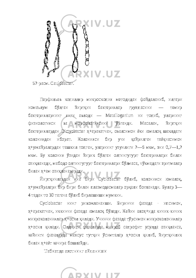 52-расм. Caulobacter . Перфильев капилляр микроскопия методидан фойдаланиб, илгари номаълум бўлган йиртқич бактериялар группасини — темир бактерияларнинг янги авлоди — Metallogenium ни топиб, уларнинг физиологияси ва морфологиясини ўрганди. Масалан, йиртқич бактериялардан Dictyobacter ҳ+аракатчан, овалсимон ёки юмалоқ шаклдаги колониядан иборат. Колонияси бир учи қайрилган таёқчасимон ҳ+ужайралардан ташкил топган, уларнинг узунлиги 2—6 мкм, эни 0,7—1,2 мкм. Бу колония ўзидан йирик бўлган олтингугурт бактериялари билан озиқланади, мабодо олтингугурт бактериялари бўлмаса, чўкмадаги эритмалар билан ҳ+ам озиқланаверади. Йиртқичлардан яна бири Cyclobacter бўлиб, колонияси юмалоқ, ҳ+ужайралари бир-бири билан плазмодесмалар орқали боғланади. Булар 3— 4 тадан то 30 тагача бўлиб бирлашиши мумкин. Cyclobacter нинг ривожланаиши. Биринчи фазада - ипсимон, ҳ+аракатчан, иккинчи фазада юмалоқ бўлади. Кейин алоҳ+ида кичик-кичик микроколониялар ҳ+осил қилади. Учинчи фазада тўрсимон микроколониялар ҳ+осил қилади. Олдинги фазаларда микроб сапрофит усулда озиқланса, кейинги фазаларда махсус тутқич ўсимталар ҳ+осил қилиб, йиртқичлик билан ҳ+аёт кечира бошлайди. Табиатда азотнинг айланиши 