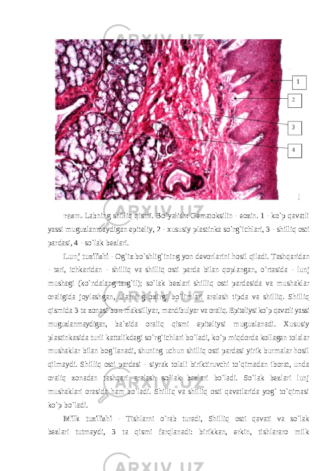 rasm. Labning shilliq qismi. Bo`yalish: Gematoksilin - eozin. 1 - ko`p qavatli yassi muguzlanmaydigan epiteliy, 2 - х ususiy plastinka so`rg`ichlari, 3 - shilliq osti pardasi, 4 - so`lak bezlari. Lunj tuzilishi - Og`iz bo`shlig`ining yon devorlarini hosil qiladi. Tashqaridan - teri, ichkaridan - shilliq va shilliq osti parda bilan qoplangan, o`rtasida - lunj mushagi (ko`ndalang-targ`il); so`lak bezlari shilliq osti pardasida va mushaklar oraligida joylashgan, ularning o х irgi bo`limlari aralash tipda va shilliq. Shilliq qismida 3 ta zonasi bor: maksillyar, mandibulyar va oraliq. Epiteliysi ko`p qavatli yassi muguzlanmaydigan, ba`zida oraliq qismi epiteliysi muguzlanadi. Xususiy plastinkasida turli kattalikdagi so`rg`ichlari bo`ladi, ko`p miqdorda kollagen tolalar mushaklar bilan bog`lanadi, shuning uchun shilliq osti pardasi yirik burmalar hosil qilmaydi. Shilliq osti pardasi - siyrak tolali biriktiruvchi to`qimadan iborat, unda oraliq zonadan tashqari aralash so`lak bezlari bo`ladi. So`lak bezlari lunj mushaklari orasida ham bo`ladi. Shilliq va shilliq osti qavatlarida yog` to`qimasi ko`p bo`ladi. Milk tuzilishi - Tishlarni o`rab turadi, Shilliq osti qavati va so`lak bezlari tutmaydi, 3 ta qismi farqlanadi: birikkan, erkin, tishlararo milk 