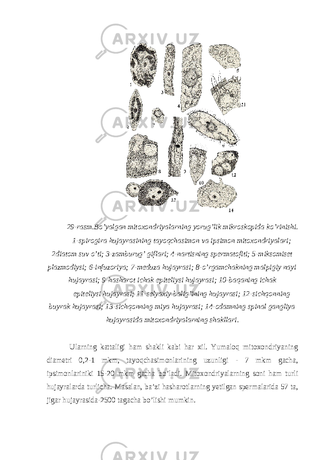  29-rasm.Bo’yalgan mitoxondriyalarning yorug’lik mikroskopida ko’rinishi. 1-spirogira hujayrasining tayoqchasimon va ipsimon mitoxondriyalari; 2diatom suv o’ti; 3-zamburug’ giflari; 4-nartisning spermatofiti; 5-miksomiset plazmodiysi; 6-infuzoriya; 7-meduza hujayrasi; 8-o’rgamchakning malpigiy nayi hujayrasi; 9-hasharot ichak epiteliysi hujayrasi; 10-baqaning ichak epiteliysi hujayrasi; 11-selyaxiy balig’ining hujayrasi; 12-sichqonning buyrak hujayrasi; 13-sichqonning miya hujayrasi; 14-odamning spinal gangliya hujayrasida mitoxondriyalarning shakllari. Ularning kattaligi ham shakli kabi har xil. Yumaloq mitoxondriyaning diametri 0,2-1 mkm, tayoqchasimonlarining uzunligi - 7 mkm gacha, ipsimonlariniki 15-20 mkm gacha bo’ladi. Mitoxondriyalarning soni ham turli hujayralarda turlicha. Masalan, ba’zi hasharotlarning yetilgan spermalarida 57 ta, jigar hujayrasida-2500 tagacha bo’lishi mumkin. 