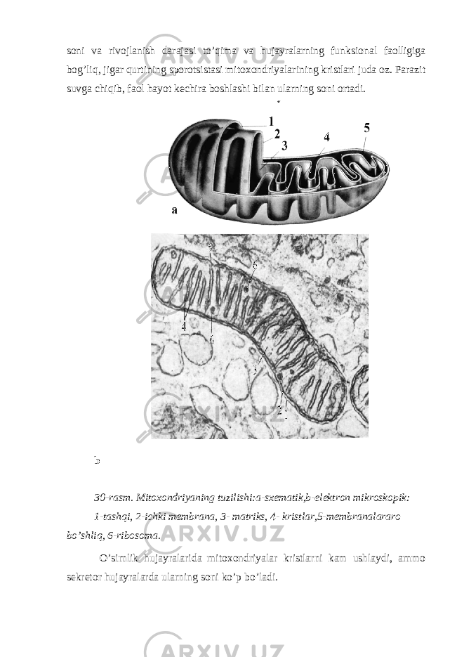 soni va rivojlanish darajasi to’qima va hujayralarning funksional faolligiga bog’liq, jigar qurtining sporotsistasi mitoxondriyalarining kristlari juda oz. Parazit suvga chiqib, faol hayot kechira boshlashi bilan ularning soni ortadi. b 30-rasm. Mitoxondriyaning tuzilishi:a-sxematik,b-elektron mikroskopik: 1-tashqi, 2-ichki membrana, 3- matriks, 4- kristlar,5-membranalararo bo’shliq, 6-ribosoma. O’simlik hujayralarida mitoxondriyalar kristlarni kam ushlaydi, ammo sekretor hujayralarda ularning soni ko’p bo’ladi. 