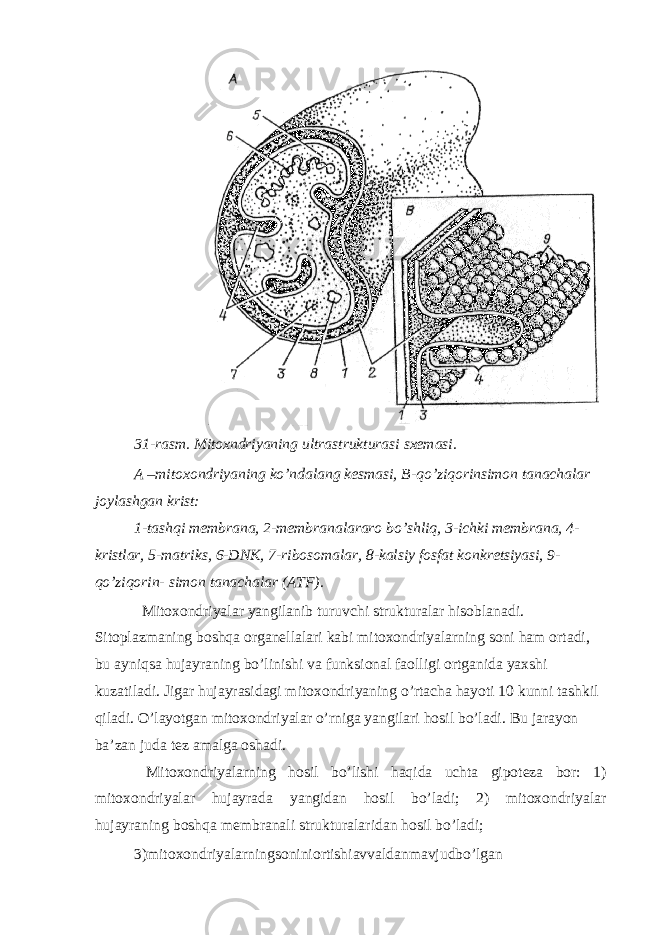 31-rasm. Mitoxndriyaning ultrastrukturasi sxemasi. A –mitoxondriyaning ko’ndalang kesmasi, B-qo’ziqorinsimon tanachalar joylashgan krist: 1-tashqi membrana, 2-membranalararo bo’shliq, 3-ichki membrana, 4- kristlar, 5-matriks, 6-DNK, 7-ribosomalar, 8-kalsiy fosfat konkretsiyasi, 9- qo’ziqorin- simon tanachalar (ATF). Mitoxondriyalar yangilanib turuvchi strukturalar hisoblanadi. Sitoplazmaning boshqa organellalari kabi mitoxondriyalarning soni ham ortadi, bu ayniqsa hujayraning bo’linishi va funksional faolligi ortganida yaxshi kuzatiladi. Jigar hujayrasidagi mitoxondriyaning o’rtacha hayoti 10 kunni tashkil qiladi. O’layotgan mitoxondriyalar o’rniga yangilari hosil bo’ladi. Bu jarayon ba’zan juda tez amalga oshadi. Mitoxondriyalarning hosil bo’lishi haqida uchta gipoteza bor: 1) mitoxondriyalar hujayrada yangidan hosil bo’ladi; 2) mitoxondriyalar hujayraning boshqa membranali strukturalaridan hosil bo’ladi; 3)mitoxondriyalarningsoniniortishiavvaldanmavjudbo’lgan 