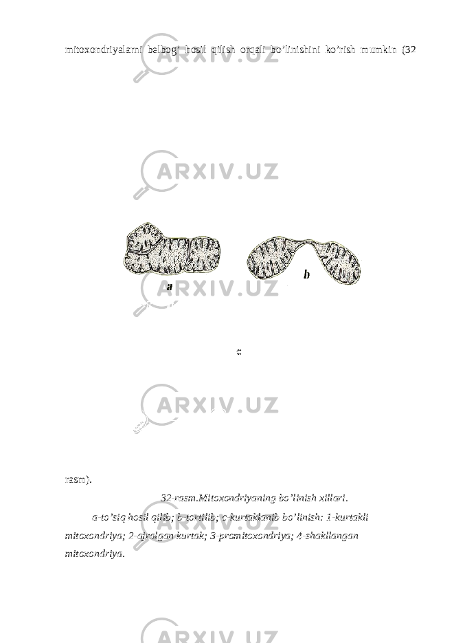 mitoxondriyalarni belbog’ hosil qilish orqali bo’linishini ko’rish mumkin (32 rasm). 32-rasm.Mitoxondriyaning bo’linish xillari. a-to’siq hosil qilib; b-tortilib; c-kurtaklanib bo’linish: 1-kurtakli mitoxondriya; 2-ajralgan kurtak; 3-promitoxondriya; 4-shakllangan mitoxondriya. с 