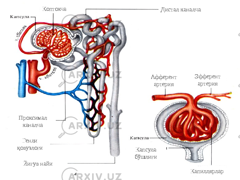 Дистал каналча Проксимал каналча Коптокча Генли қовузлоғи Йиғув найи Капсула бўшлиғи КапиллярларАфферент артерия Эфферент артерия 