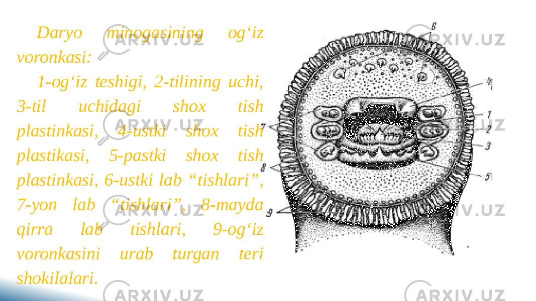 Daryo minogasining og‘iz voronkasi: 1-og‘iz teshigi, 2-tilining uchi, 3-til uchidagi shox tish plastinkasi, 4-ustki shox tish plastikasi, 5-pastki shox tish plastinkasi, 6-ustki lab “tishlari”, 7-yon lab “tishlari”, 8-mayda qirra lab tishlari, 9-og‘iz voronkasini urab turgan teri shokilalari. 