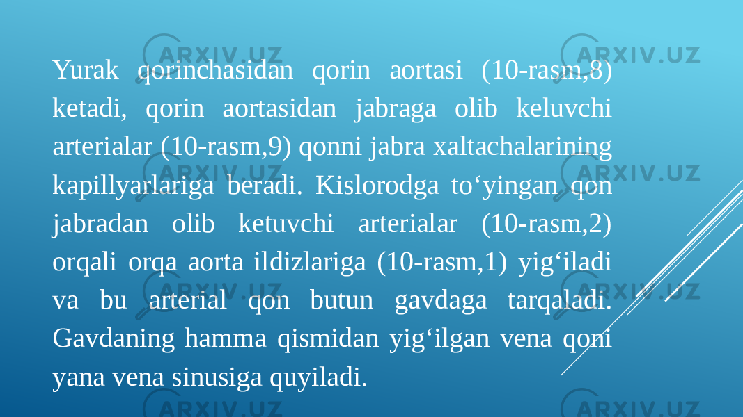 Yurak qorinchasidan qorin aortasi (10-rasm,8) ketadi, qorin aortasidan jabraga olib keluvchi arterialar (10-rasm,9) qonni jabra xaltachalarining kapillyarlariga beradi. Kislorodga to‘yingan qon jabradan olib ketuvchi arterialar (10-rasm,2) orqali orqa aorta ildizlariga (10-rasm,1) yig‘iladi va bu arterial qon butun gavdaga tarqaladi. Gavdaning hamma qismidan yig‘ilgan vena qoni yana vena sinusiga quyiladi. 