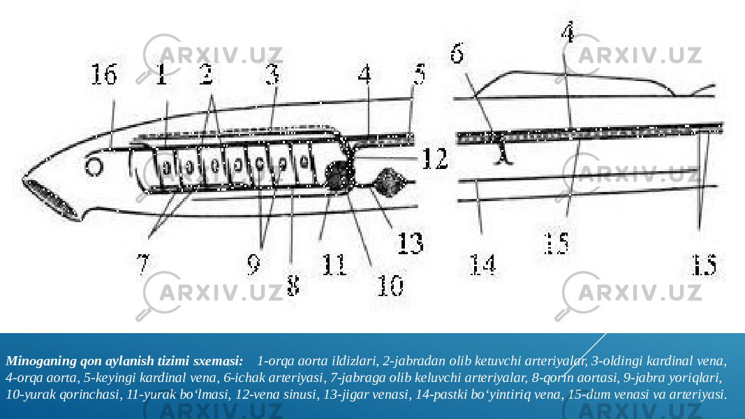 Minoganing qon aylanish tizimi sxemasi: 1-orqa aorta ildizlari, 2-jabradan olib ketuvchi arteriyalar, 3-oldingi kardinal vena, 4-orqa aorta, 5-keyingi kardinal vena, 6-ichak arteriyasi, 7-jabraga olib keluvchi arteriyalar, 8-qorin aortasi, 9-jabra yoriqlari, 10-yurak qorinchasi, 11-yurak bo‘lmasi, 12-vena sinusi, 13-jigar venasi, 14-pastki bo‘yintiriq vena, 15-dum venasi va arteriyasi. 