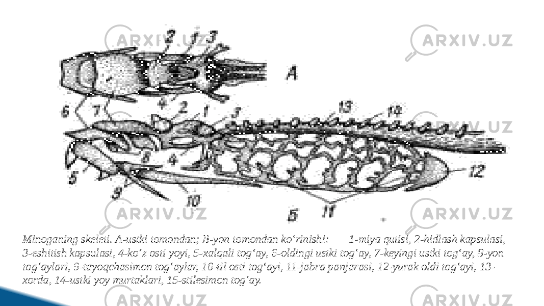 Minoganing skeleti. A-ustki tomondan; B-yon tomondan ko‘rinishi: 1-miya qutisi, 2-hidlash kapsulasi, 3-eshitish kapsulasi, 4-ko‘z osti yoyi, 5-xalqali tog‘ay, 6-oldingi ustki tog‘ay, 7-keyingi ustki tog‘ay, 8-yon tog‘aylari, 9-tayoqchasimon tog‘aylar, 10-til osti tog‘ayi, 11-jabra panjarasi, 12-yurak oldi tog‘ayi, 13- xorda, 14-ustki yoy murtaklari, 15-stilesimon tog‘ay. 