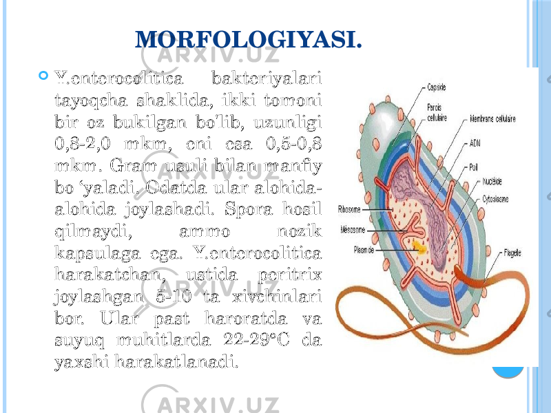 MORFOLOGIYASI.  Y.enterocolitica bakteriyalari tayoqcha shaklida, ikki tomoni bir oz bukilgan bo&#39;lib, uzunligi 0,8-2,0 mkm, eni esa 0,5-0,8 mkm. Gram usuli bilan manfiy bo ‘yaladi. Odatda ular alohida- alohida joylashadi. Spora hosil qilmaydi, ammo nozik kapsulaga ega. Y.enterocolitica harakatchan, ustida peritrix joylashgan 5-10 ta xivchinlari bor. Ular past haroratda va suyuq muhitlarda 22-29°C da yaxshi harakatlanadi. 